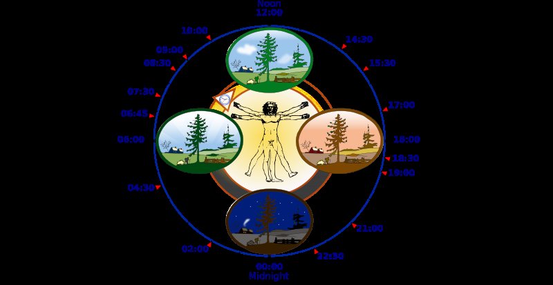 Biological clock human